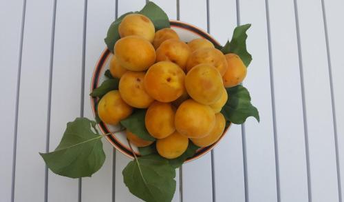 a bunch of oranges with leaves in a bowl at Giardini Mon Plaisir in Trapani