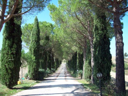 an avenue of trees on a road at Agriturismo Castello Di Belforte in Todi
