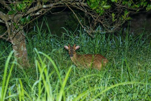 Animales en el bed & breakfast o alrededores