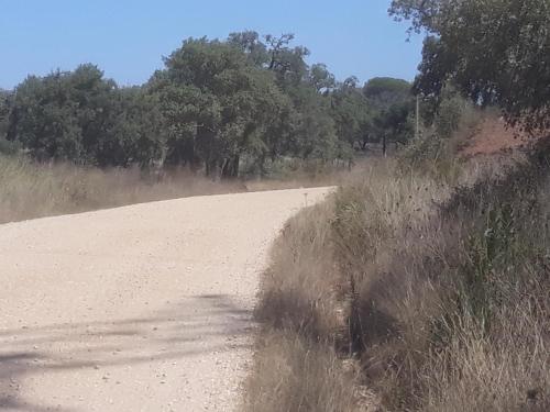 a dirt road with grass and trees on it at Serra Mar in Cruz de João Mendes
