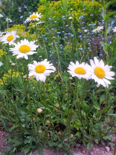 a bunch of white flowers in a garden at Novohradské hory - pronájem na samotě u lesa in Benešov nad Černou