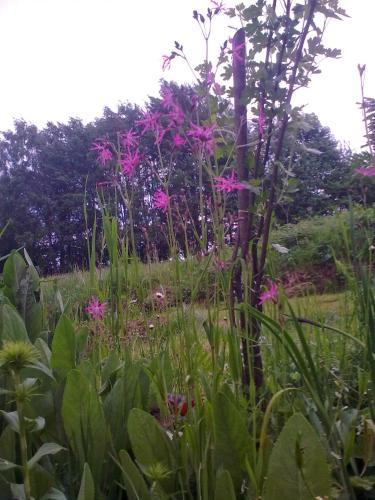 a garden with pink flowers in a field at Novohradské hory - pronájem na samotě u lesa in Benešov nad Černou