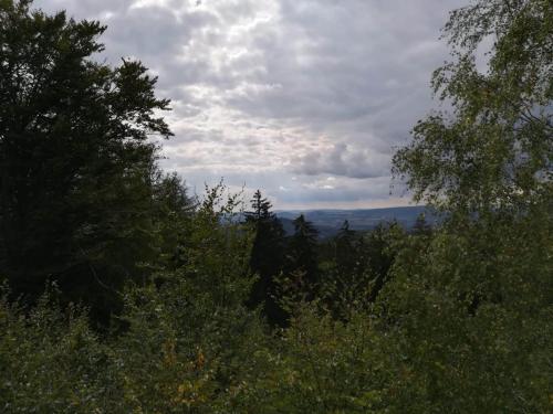 a view of a forest with trees and clouds at Novohradské hory - pronájem na samotě u lesa in Benešov nad Černou