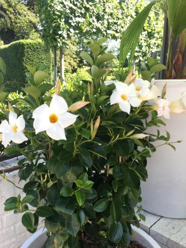 a plant with white flowers in a pot at De Tuinkamer-----Privé diner op de kamer mogelijk!!! in Hoogeveen