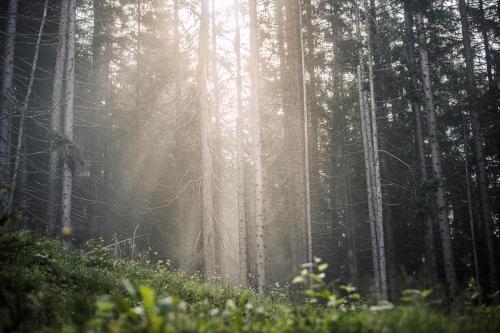 a forest with the sun shining through the trees at Berghütte Hochpillberg in Pill