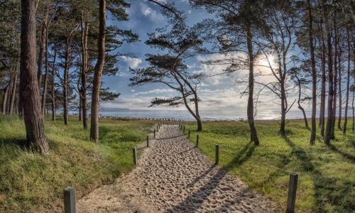 a path through a field with trees and the ocean at Direkt am Strand mit Meerblick und Sauna - FeWo Strandidyll in Binz