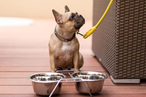 a small dog with a toothbrush in its mouth next to two bowls at Casa Malí by Dominion Boutique Hotel in Mexico City