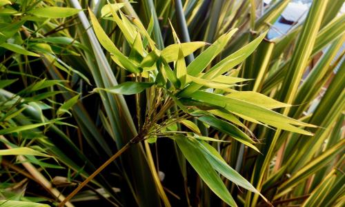 a close up of a plant with green leaves at 43 Degrees Bruny Island in Adventure Bay