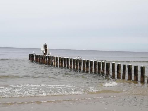 un grupo de aves de pie en un muelle en el océano en Pension Achteridyll, en Ückeritz