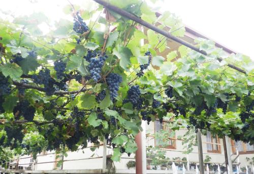 a bunch of grapes hanging from a pole at Jibghashvilebi's house in Lagodekhi