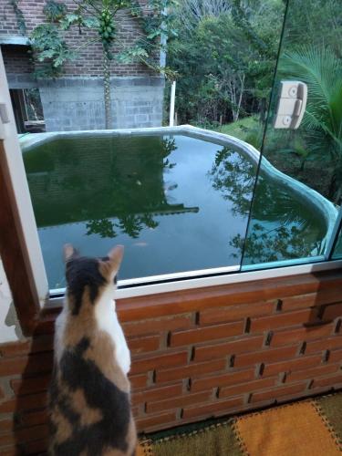 a cat looking out a window at a reflection of a tree at Pousada Chalé na Roça Penedo in Penedo