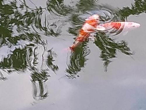 a koi fish swimming in the water at Pousada Chalé na Roça Penedo in Penedo