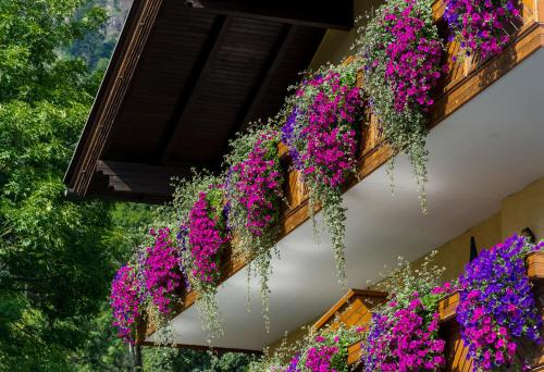 a bunch of purple flowers on the side of a building at Pension Appartements Kirchenwirt in Döbriach