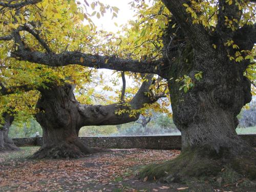 two trees in a park with leaves on the ground at DÚPLEX SANABRIA in El Puente