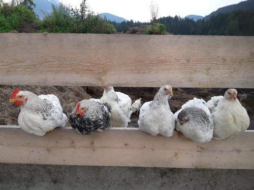 a group of chickens sitting on a wooden fence at Thoamlhof in Leutasch