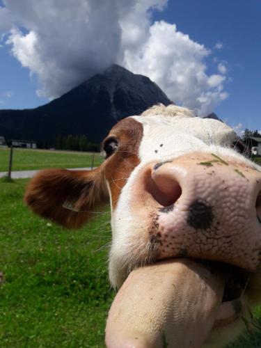 a close up of a cow in a field at Thoamlhof in Leutasch
