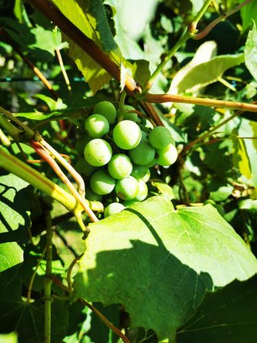 a bunch of green grapes on a tree at MERIKOTKA - a cozy wooden cottage, sLOVEnia in Braslovče