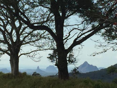 two trees in a field with mountains in the background at Scandinavian Cabin - Maleny - One Bedroom in Maleny