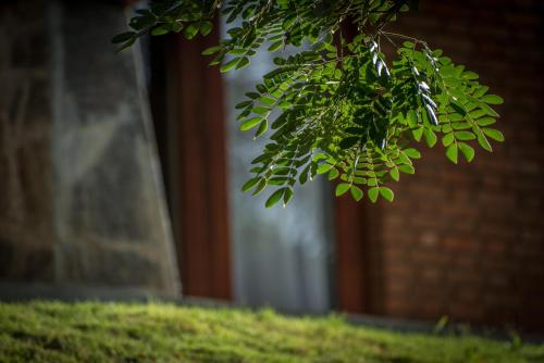 a branch of a tree in front of a door at Victoria Golf Resort in Digana