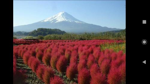 a mountain in the distance with a field of red flowers at Kakureyado Fujikawaguchiko in Fujikawaguchiko