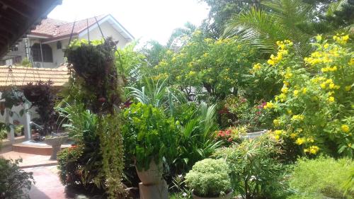 a garden of plants and flowers in a house at Embiente Guest House in Negombo