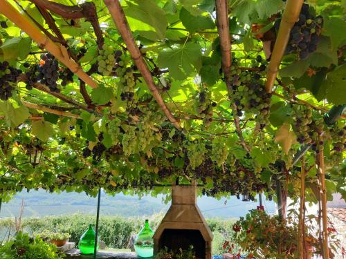 a bunch of grapes hanging from a tree at Guesthouse Villa Marija in Motovun