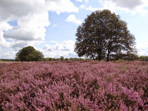 a field of purple flowers with a tree in the background at B&B de Panheide in Hooghalen