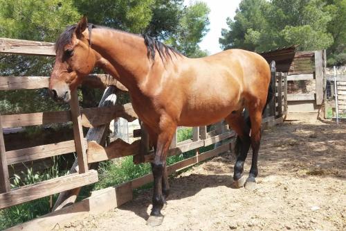 Animales en the country house o alrededores