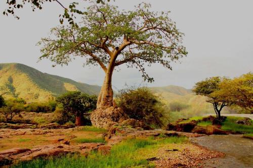 a tree sitting on top of a rocky field at Kapika Waterfall Lodge in Epupa