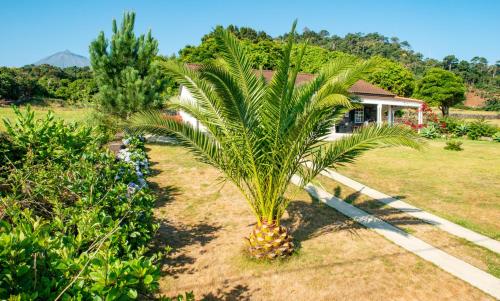 a palm tree in a yard next to a house at Casa Amaral in Santo António