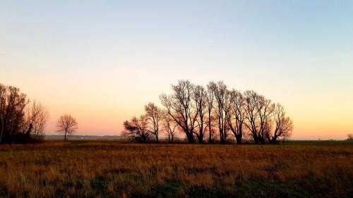 a group of trees in a field at sunset at Ferienwohnung Thees in Ummanz