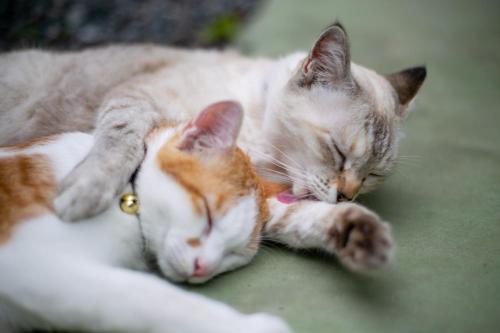two cats sleeping next to each other on the ground at Yufuin Lamp no Yado in Yufuin
