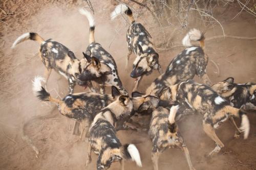 a group of hyenas running in the dirt at Simbavati Hilltop Lodge in Timbavati Game Reserve
