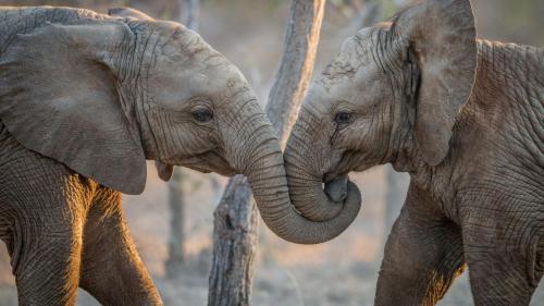 two elephants standing next to each other with their trunks at Simbavati Hilltop Lodge in Timbavati Game Reserve