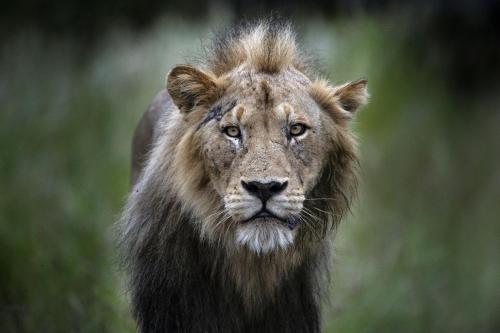 a lion is looking at the camera at Simbavati Hilltop Lodge in Timbavati Game Reserve