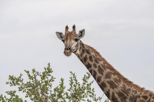 two giraffes standing next to each other near a tree at Simbavati Hilltop Lodge in Timbavati Game Reserve