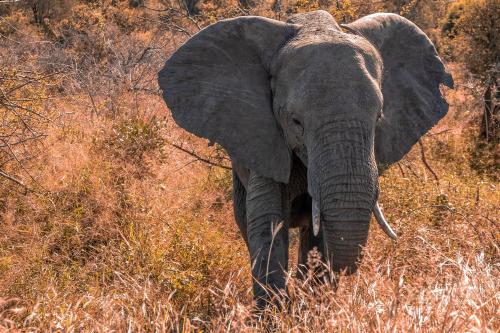 an elephant with large ears standing in the grass at Simbavati Hilltop Lodge in Timbavati Game Reserve