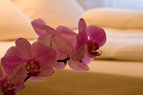 a close up of twoidium orchids at Engelhard Das Landhotel Garni in Kirchheim am Ries