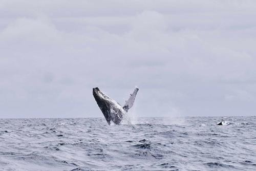 a humpback whale jumping out of the water at Bom Bom - Principe Collection in Principe