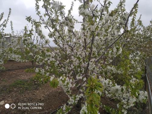a tree with white flowers in a garden at BeLev Odem in Odem