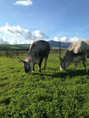 two cows grazing in a field of grass at Rupe delle sorbe in Atella
