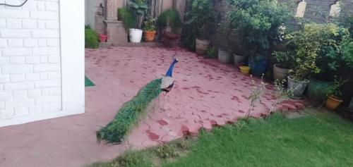 a peacock is standing on a brick patio at Coral Country Homestay in Agra