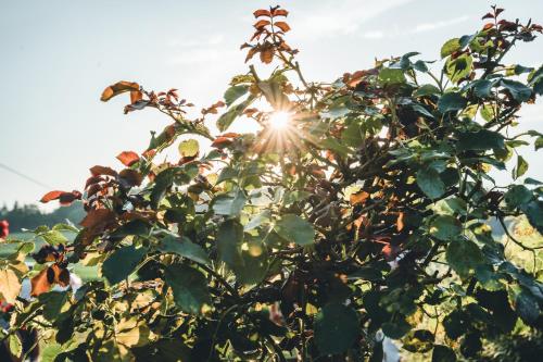 a tree with the sun shining through the leaves at Lackenbauer in Muggenau