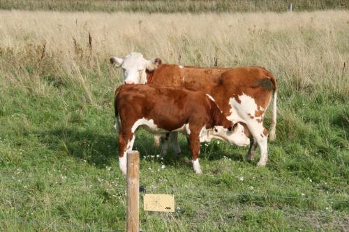two brown and white cows standing in a field at Villa Ekbladh in Västanfjärd