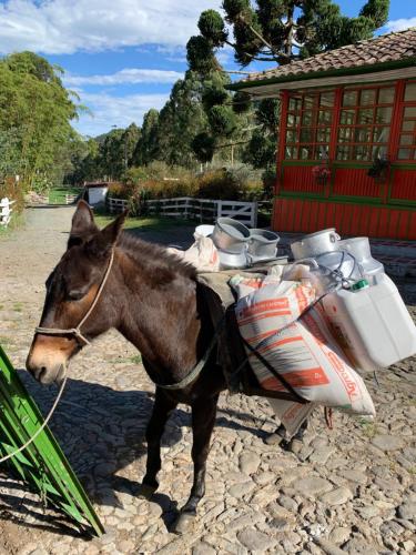 a horse standing next to a motor scooter at Ecohotel Pinohermoso Reserva Natural in Salento