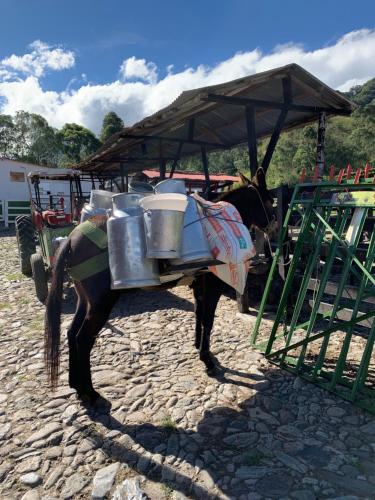 a horse pulling a cart with buckets on its back at Ecohotel Pinohermoso Reserva Natural in Salento