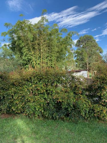 a large bush with trees in the background at Ecohotel Pinohermoso Reserva Natural in Salento