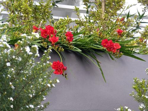 a bunch of red flowers on a wall at C'est La Vie Bed & Breakfast in Albany