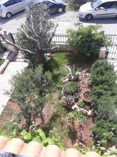 a garden with a tree and some plants at Apartman Grospic in Cesarica