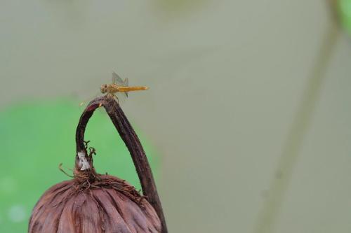 a dragonfly perched on top of a dried up plant at Promma Farm Resort in Ban Tat Ton (1)